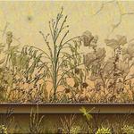 Adobe Plants