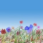 Flower Fields1